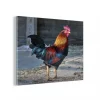 MuchoWow Impression Sur Verre Coq Coloré à La Ferme Tableau Decoration Murale… Boutique 10