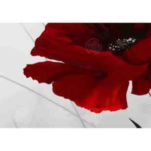 nouvelle saison Marque Generique INN® Tableau Coquelicots Rouge Sur Fond Blanc Toile Peinture Fleurs D… 10