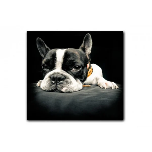 magasin pour DECLIKTABLEAU Tableau Animaux Chien Bulldog Relax 50X50 Cm 1