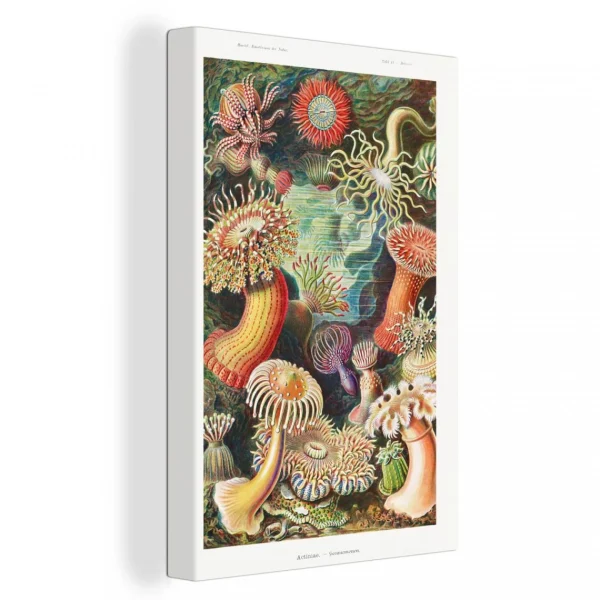 MuchoWow Tableau Sur Toile Ernst Haeckel – Anémone – Rétro – Actinae Decorati… achat pas cher 1