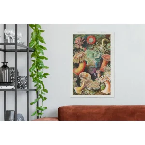 MuchoWow Tableau Sur Toile Ernst Haeckel – Anémone – Rétro – Actinae Decorati… achat pas cher 9