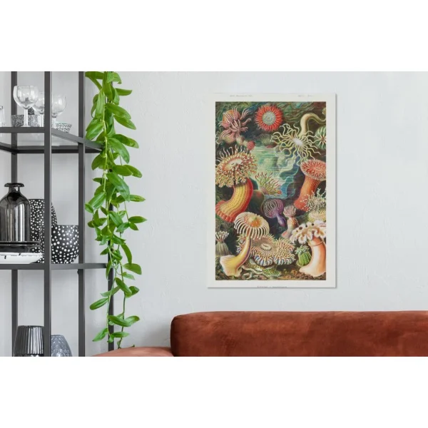 MuchoWow Tableau Sur Toile Ernst Haeckel – Anémone – Rétro – Actinae Decorati… achat pas cher 3