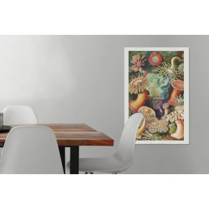 MuchoWow Tableau Sur Toile Ernst Haeckel – Anémone – Rétro – Actinae Decorati… achat pas cher 15