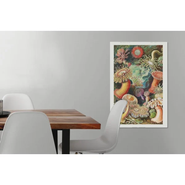 MuchoWow Tableau Sur Toile Ernst Haeckel – Anémone – Rétro – Actinae Decorati… achat pas cher 6