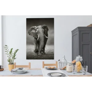 remise en ligne MuchoWow Tableau Sur Toile Éléphant – Noir – Blanc – Namibie Decoration Mural… 13